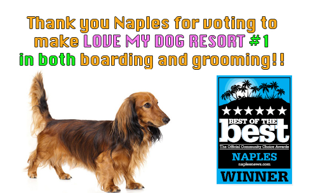 Voted #1 in boarding and grooming