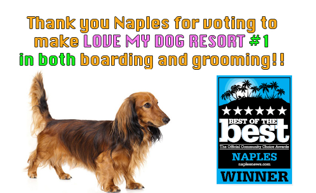 Voted #1 in boarding and grooming
