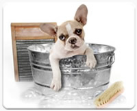 a young puppy getting shampooed and groomed