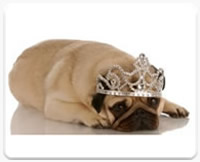 pug node dog wearing a jewel crown after a pet grooming