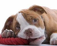 A puppy chewing on a piece of rope