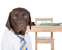 a brown dog dressed up for  dog boarding school