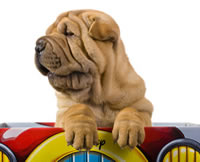 A sharpe' chineese dog looking out of a box