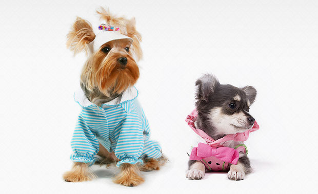 2 very cute dressed up dogs